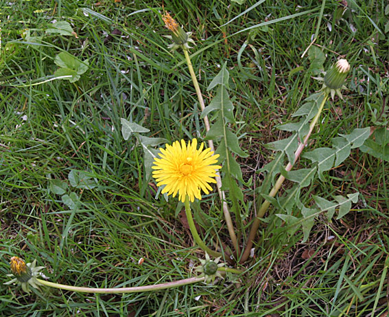 Stødtands-Vejmælkebøtte (Taraxacum cacuminatum)