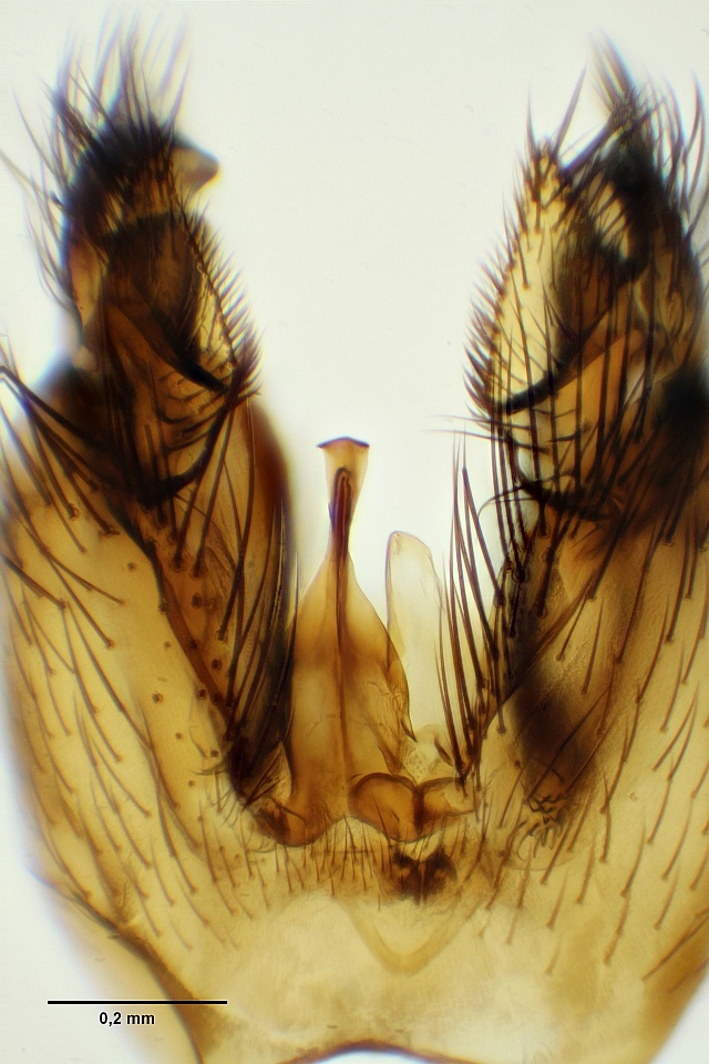 Tarnania fenestralis (Tarnania fenestralis)