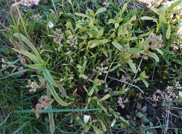 Puccinia bupleuri (Puccinia bupleuri)
