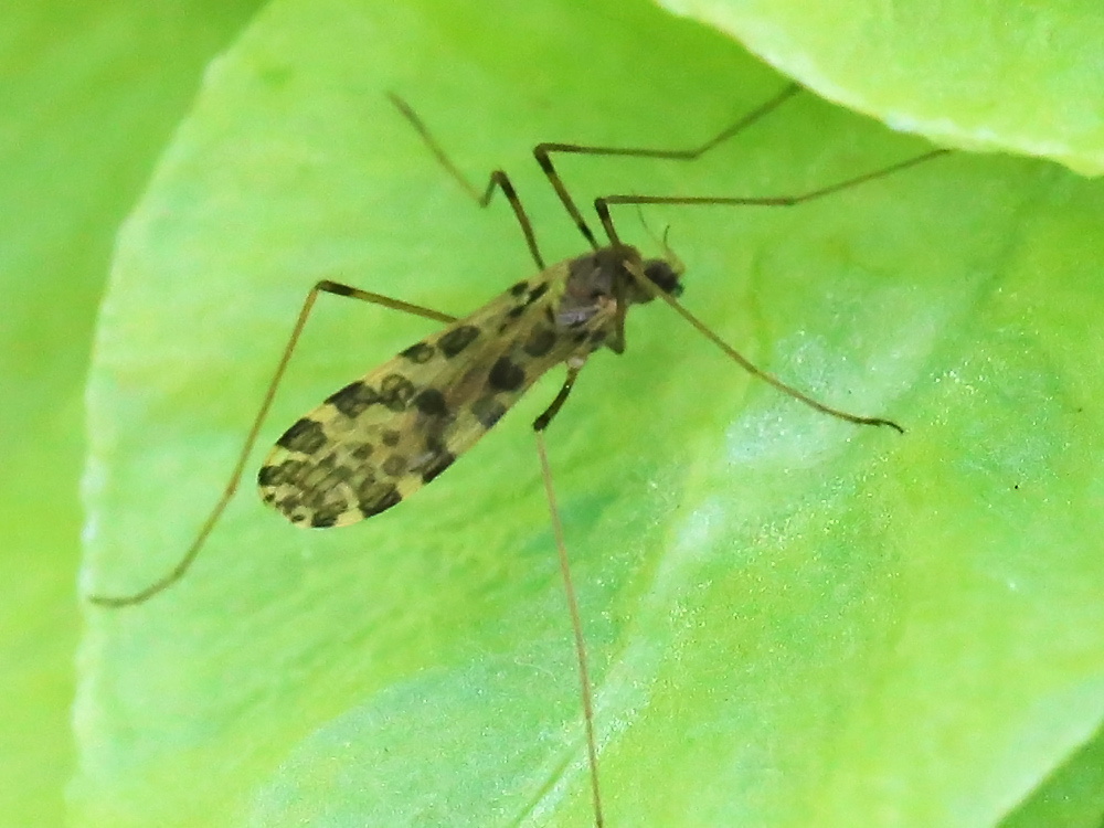 Ilisia maculata (Ilisia maculata)
