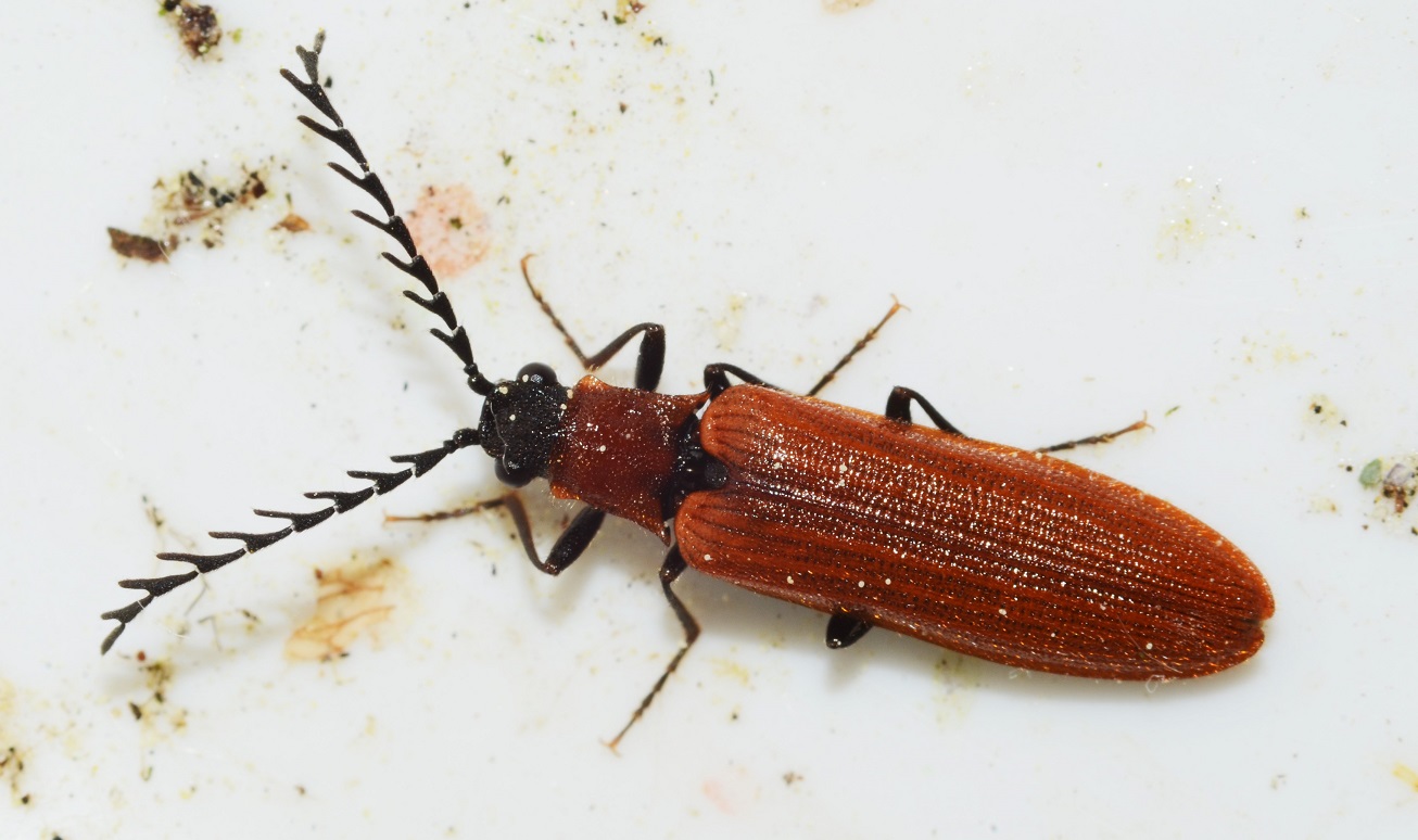 Rød Sirsmælder (Denticollis rubens)