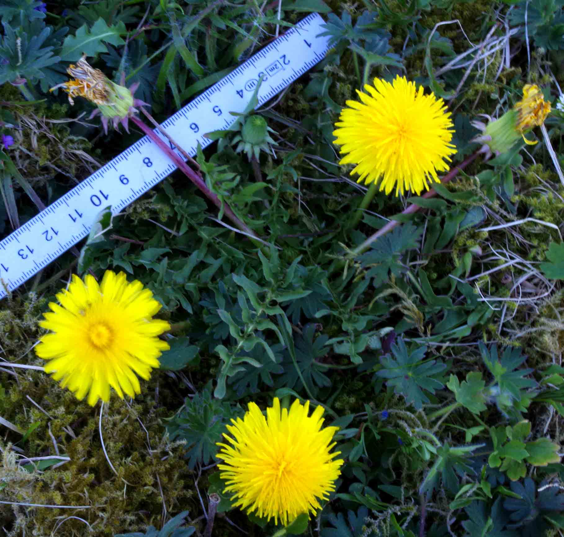 Rosarandet Sandmælkebøtte (Taraxacum laetiforme)