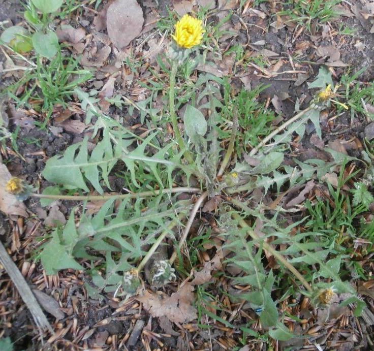 Planagtig Vejmælkebøtte (Taraxacum planoides)