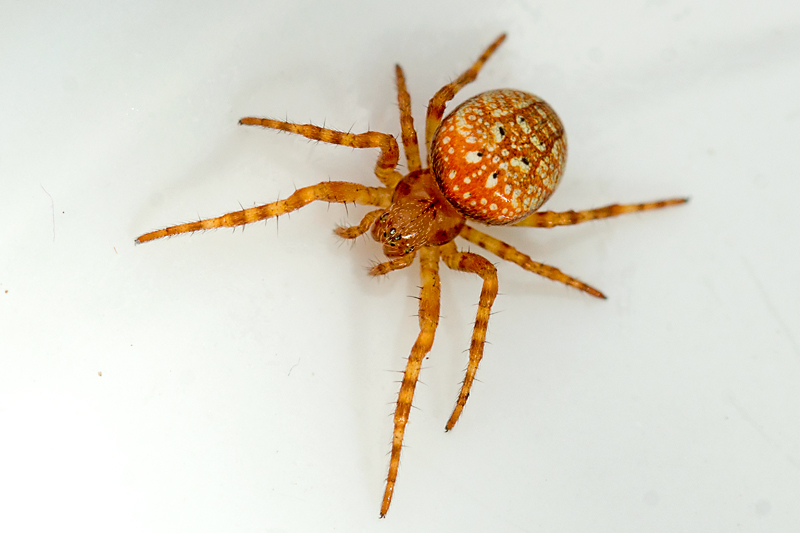 Orange Hjulspinder (Araneus alsine)