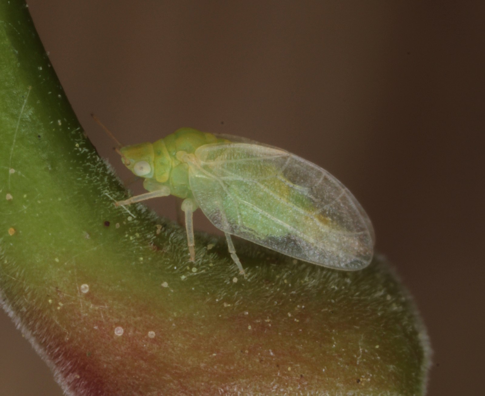 Rhinocola aceris (Rhinocola aceris)