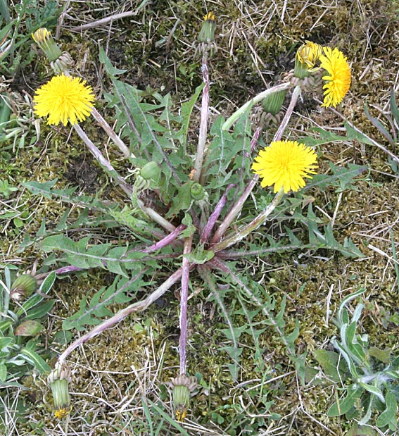 Skørt-Vejmælkebøtte (Taraxacum acutangulum)