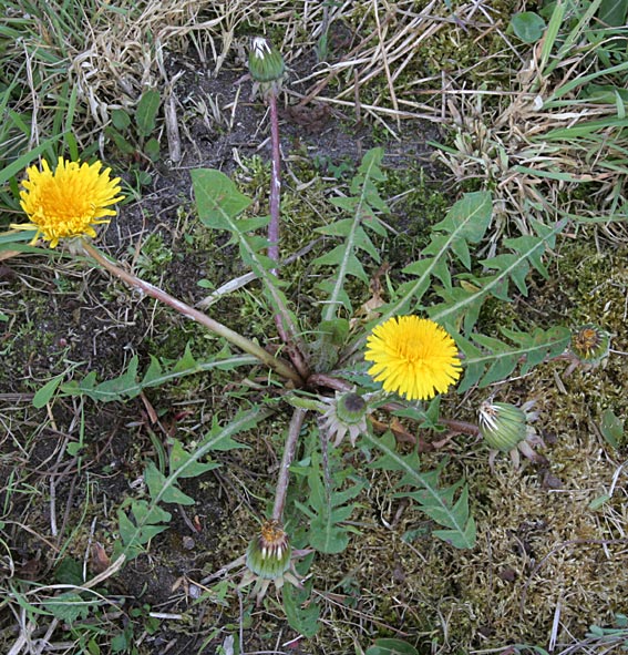 Gemt Vejmælkebøtte (Taraxacum latens)
