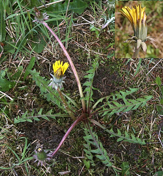 Lancet-Krogmælkebøtte (Taraxacum subhamatum)