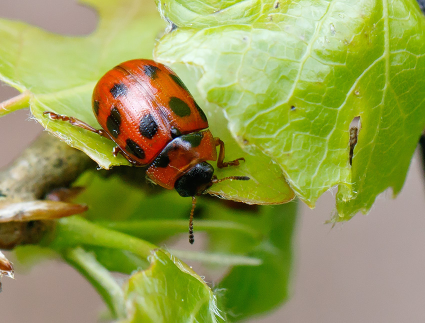 Gonioctena decemnotata (Gonioctena decemnotata)