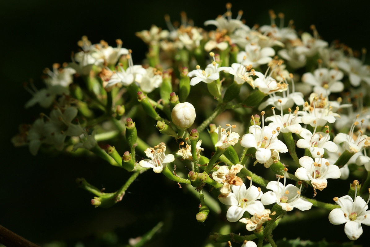 Contarinia viburnorum (Contarinia viburnorum)