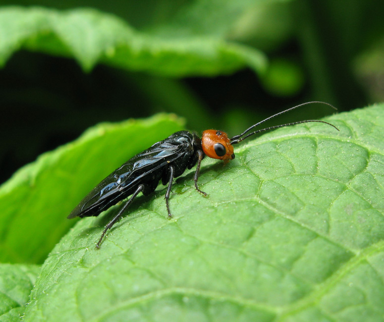 Rødhovedet Fyrrespindehveps (Acantholyda erythrocephala)