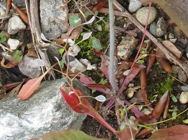 Svensk Gåsemad (Arabidopsis suecica)
