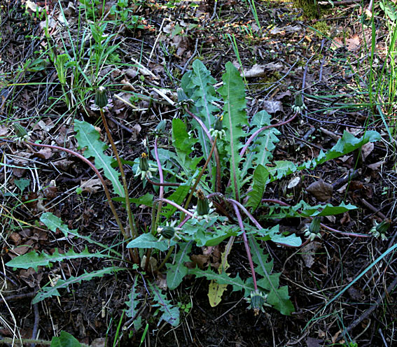 Christensens Vejmælkebøtte (Taraxacum christiansenii)