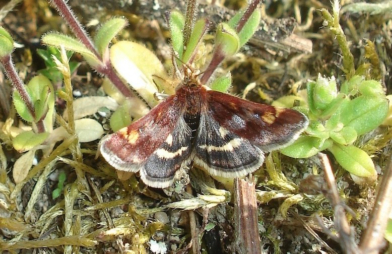 Pyrausta porphyralis (Pyrausta porphyralis)