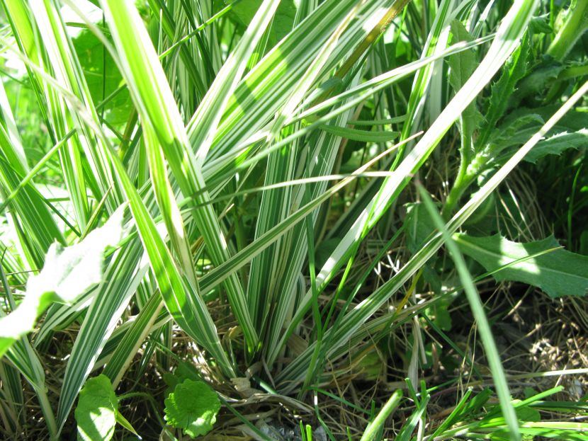 Båndgræs (Phalaris arundinacea var. picta)