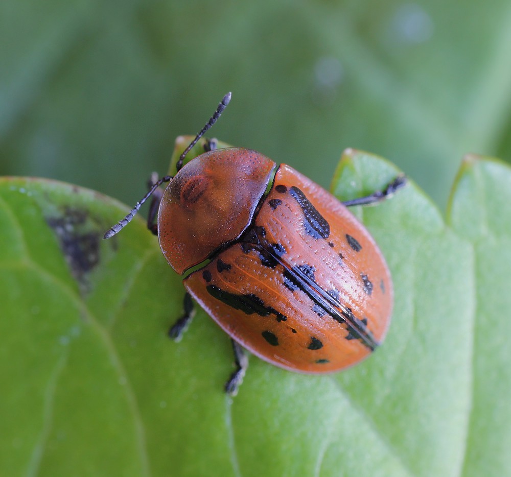 Stor Alantskjoldbille (Cassida murraea)