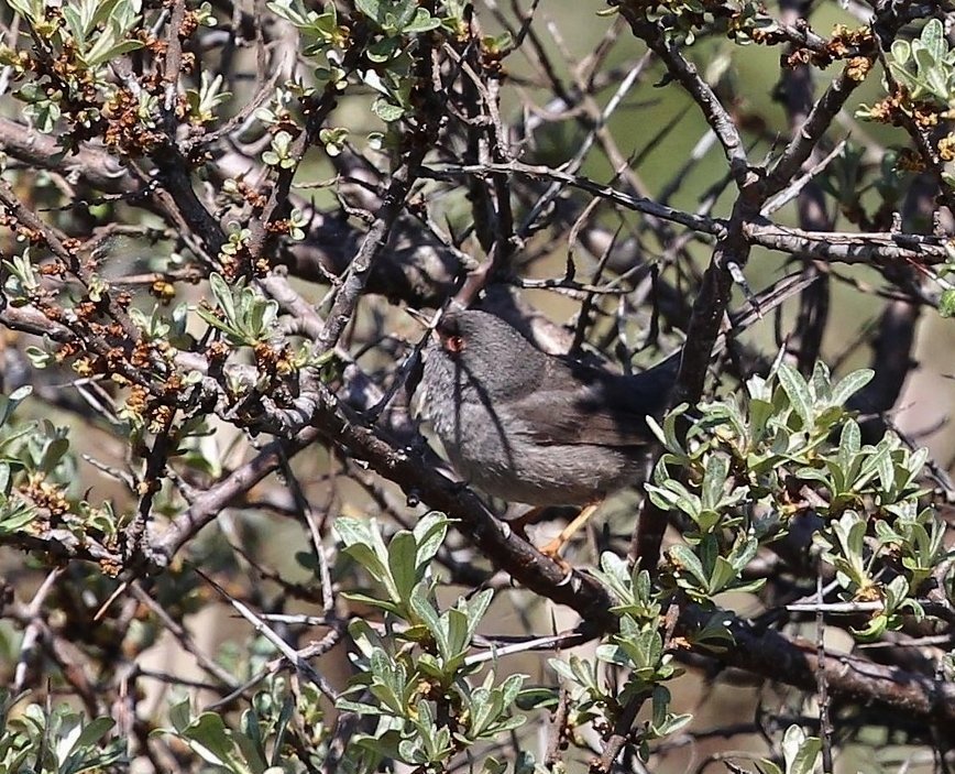 Sardinsk Sanger (Sylvia sarda)