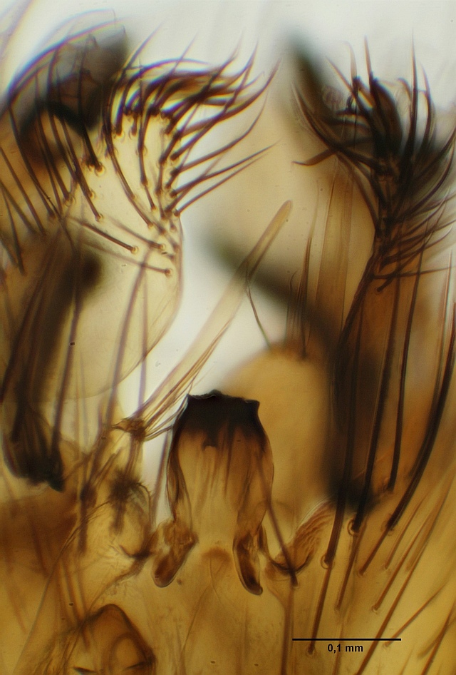 Synplasta gracilis (Synplasta gracilis)