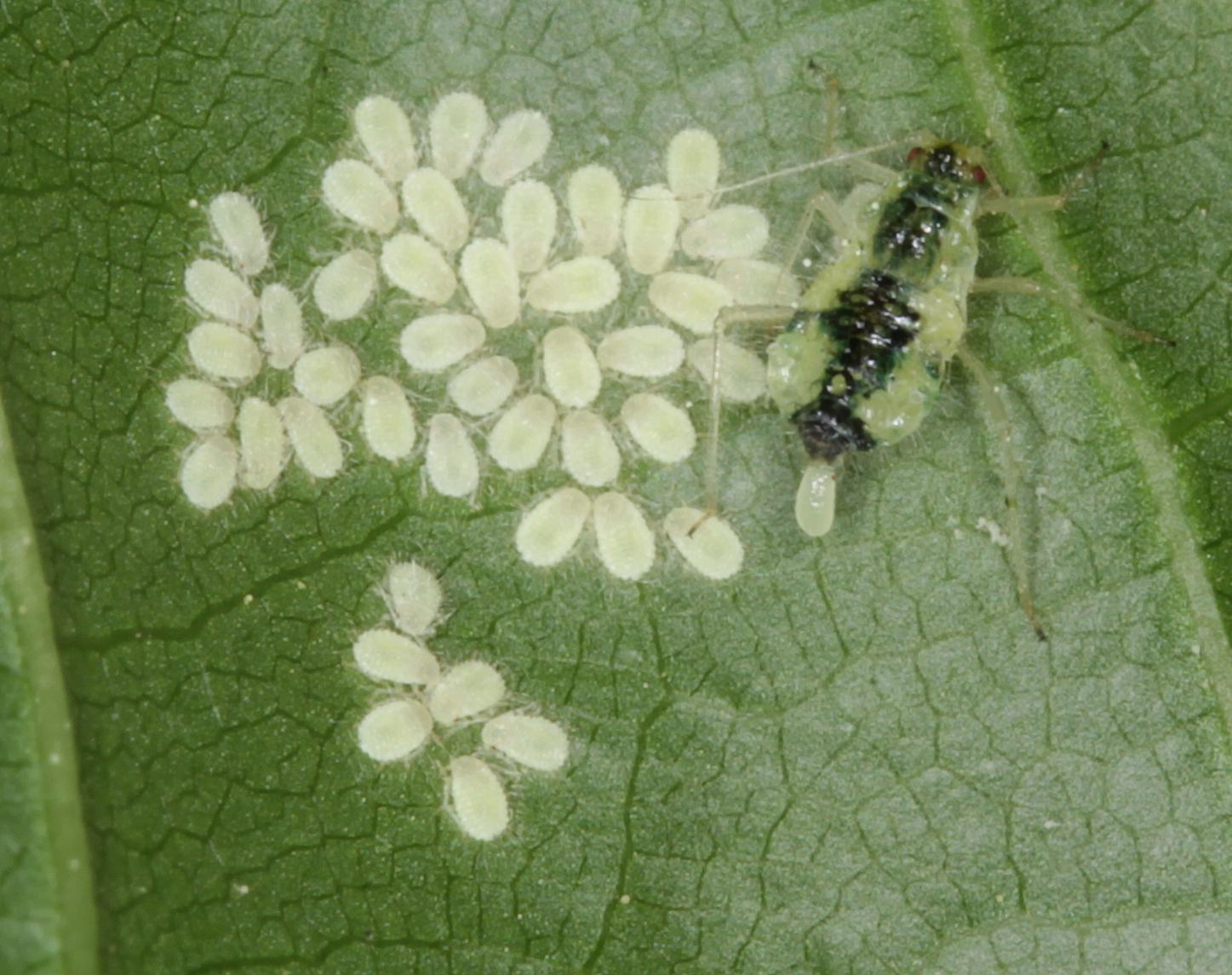 Spidslønbladlus (Periphyllus aceris)