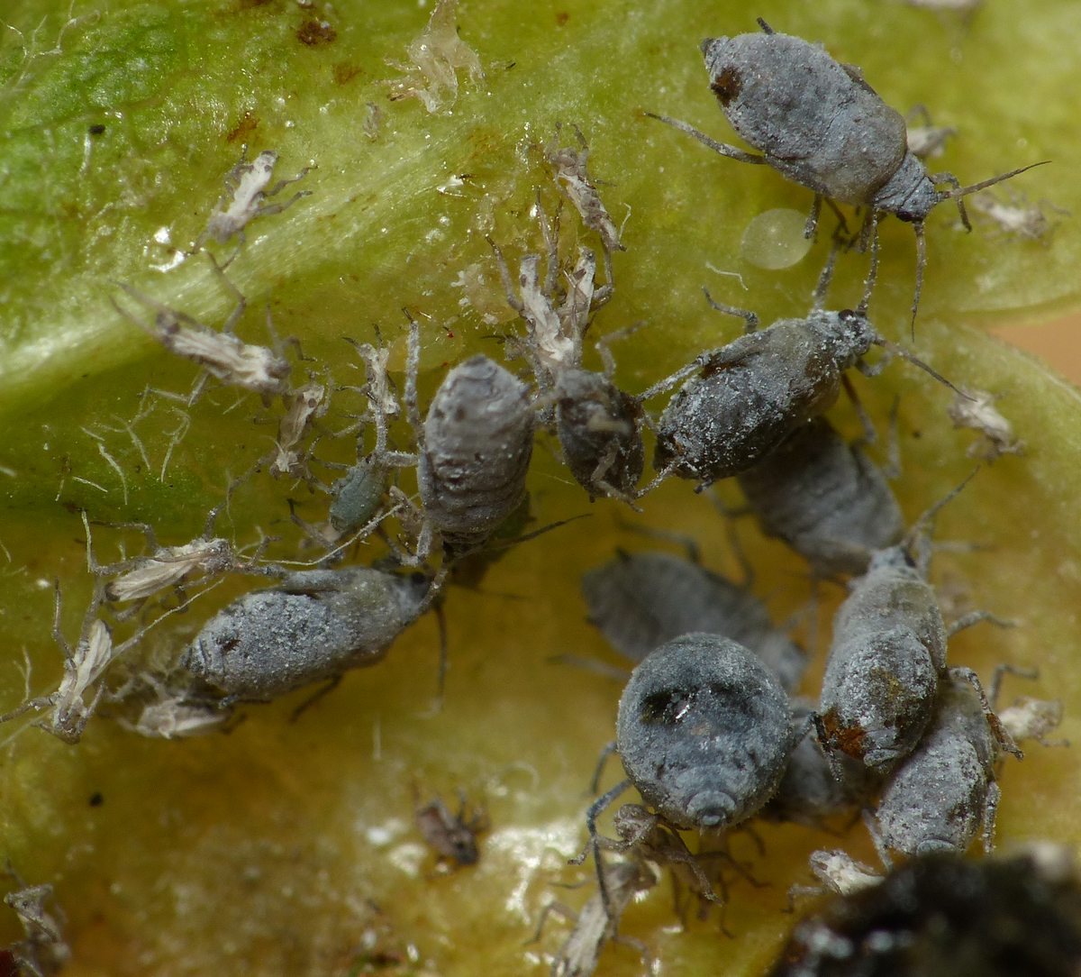 Ranunkelbladlus (Dysaphis ranunculi)