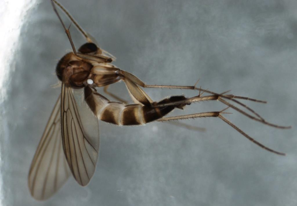 Phronia humeralis (Phronia humeralis)