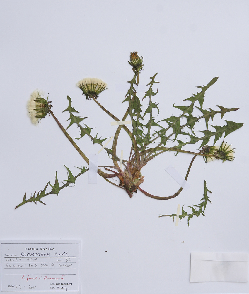 Egen Vejmælkebøtte (Taraxacum idiomorphum)