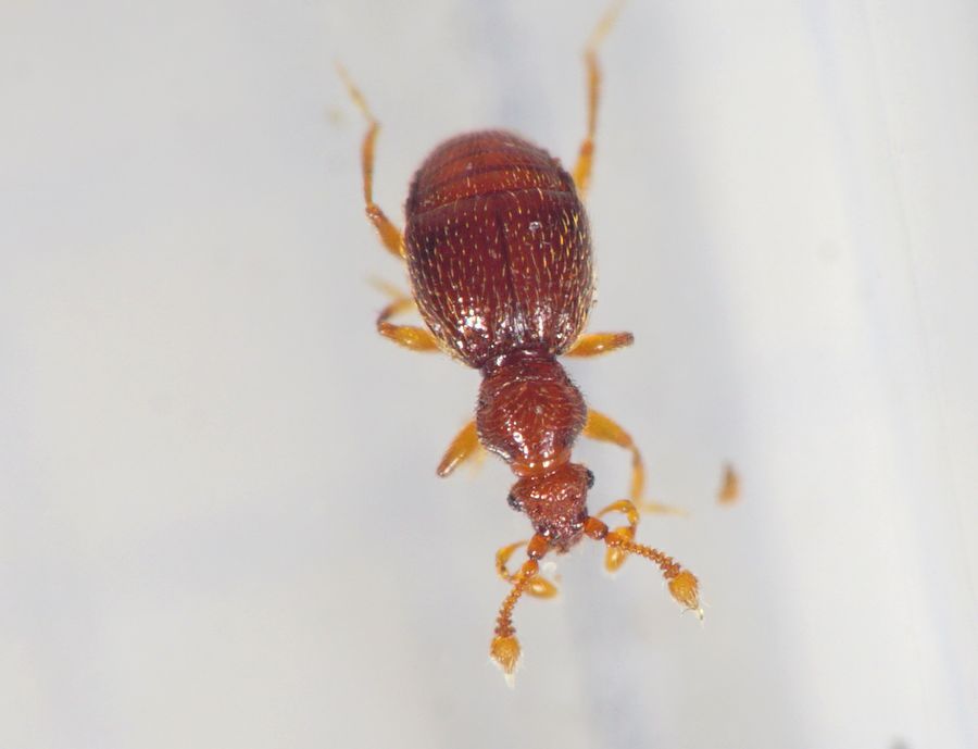 Bythinus macropalpus (Bythinus macropalpus)