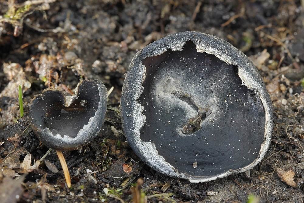 Gran-Foldhat (Helvella confusa)