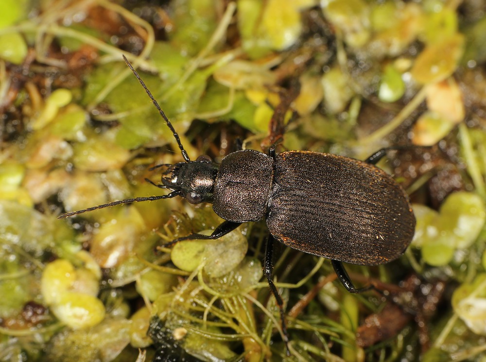 Sort Fløjlsløber (Chlaenius tristis)