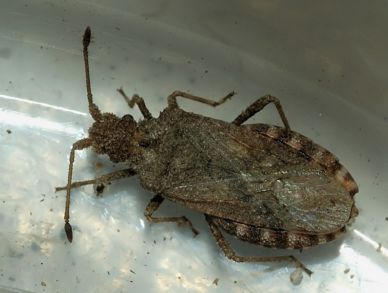 Rynket Randtæge (Arenocoris fallenii)