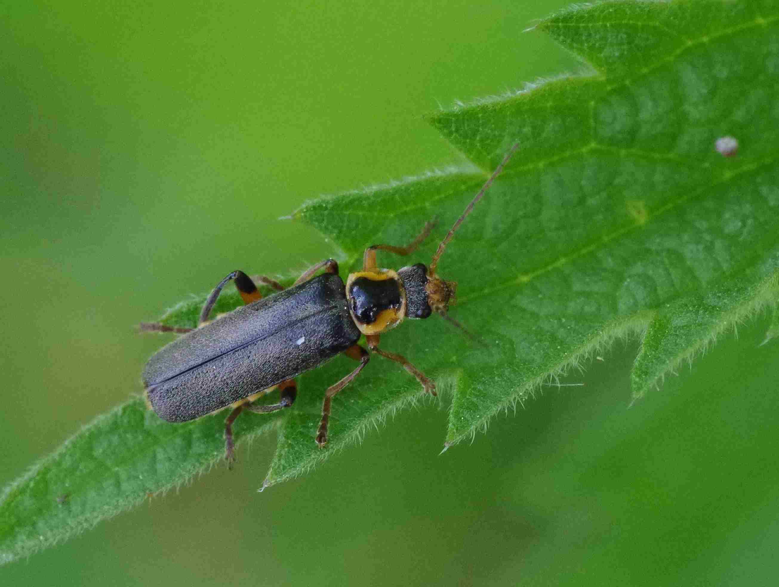 Cantharis nigricans Observation NB1605198 Naturbasen