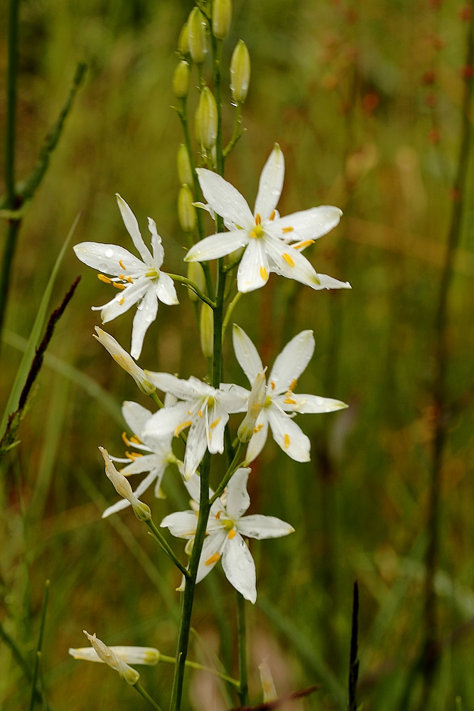 Ugrenet x Grenet Edderkopurt (Anthericum liliago x ramosum)