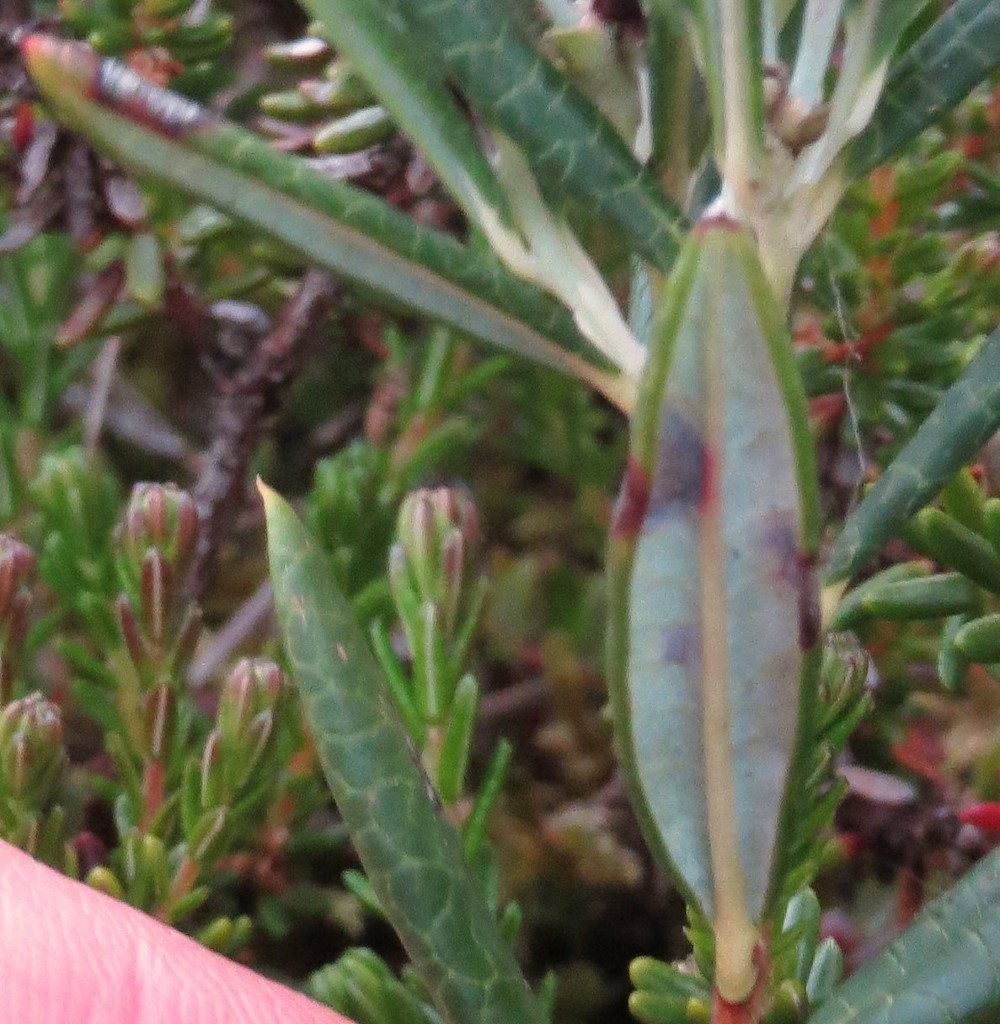 Lyng-Rynkeplet (Rhytisma andromedae)