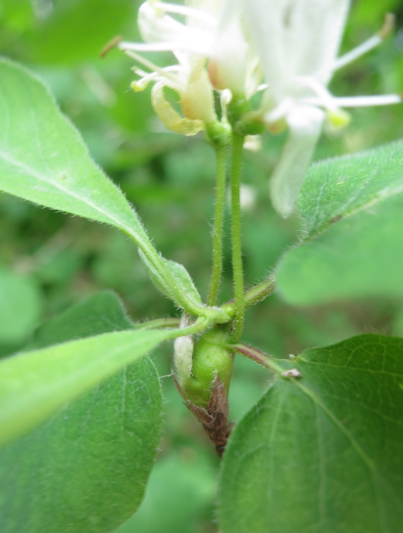 Hoplocampoides xylostei (Hoplocampoides xylostei)