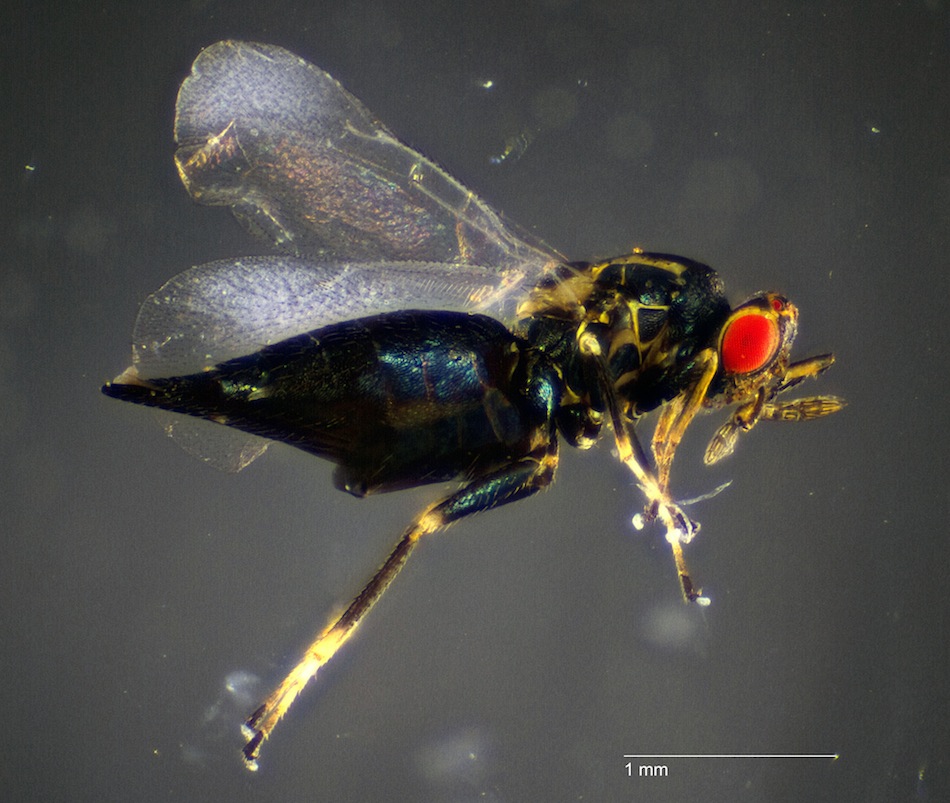 Aprostocetus craneiobiae (Aprostocetus craneiobiae)