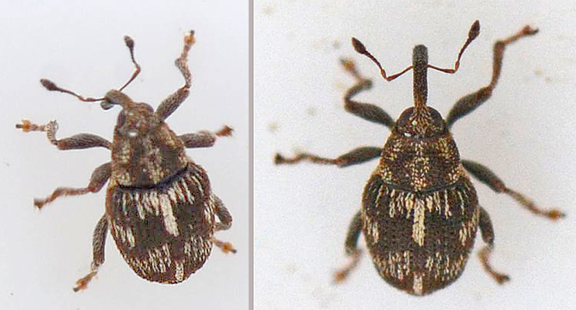 Coeliastes lamii (Coeliastes lamii)