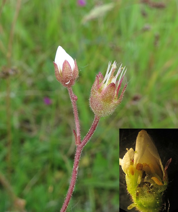 Stenbrækgalmyg (Dasineura saxifragae)