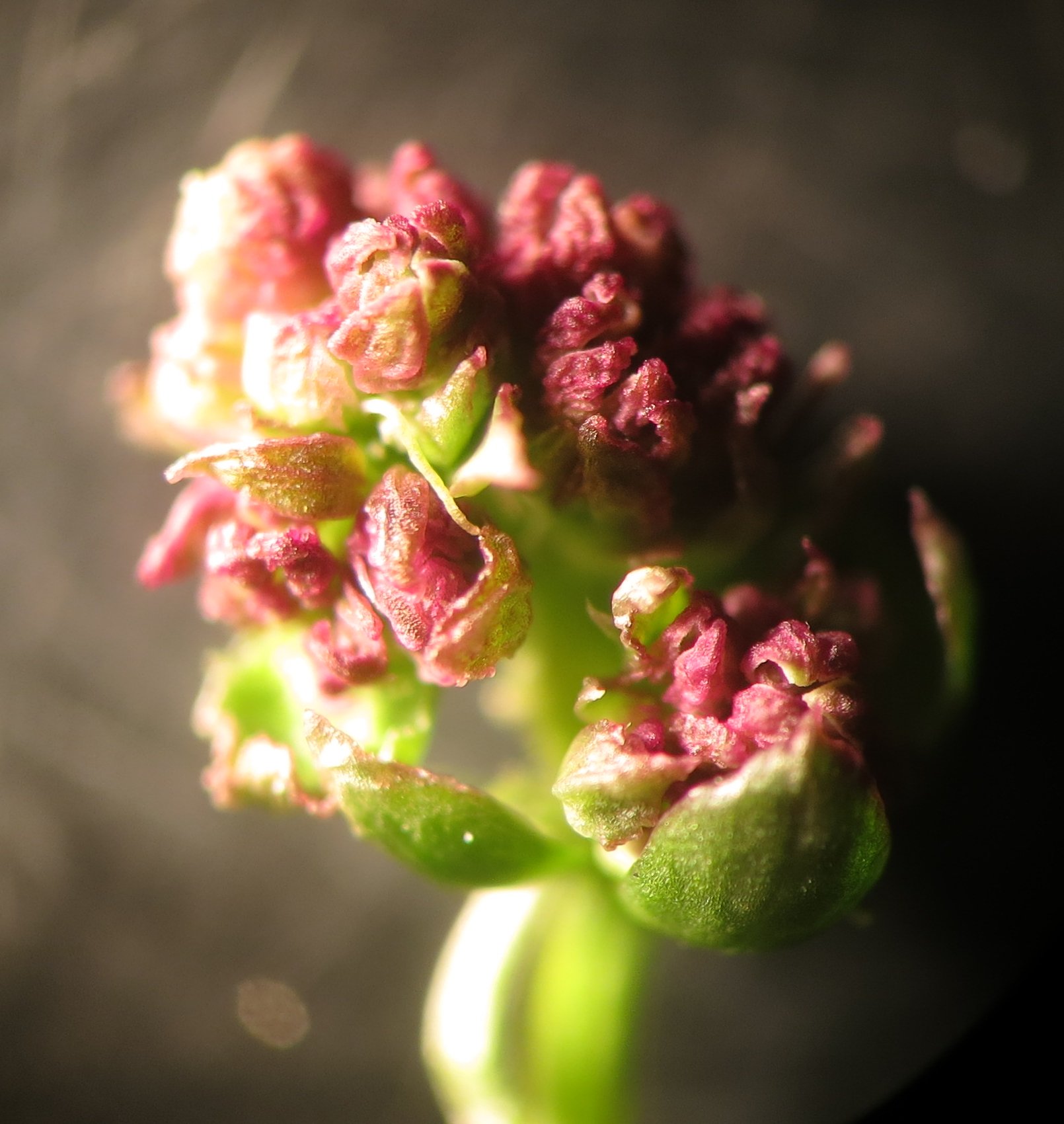 Aculus anthobius (Aculus anthobius)