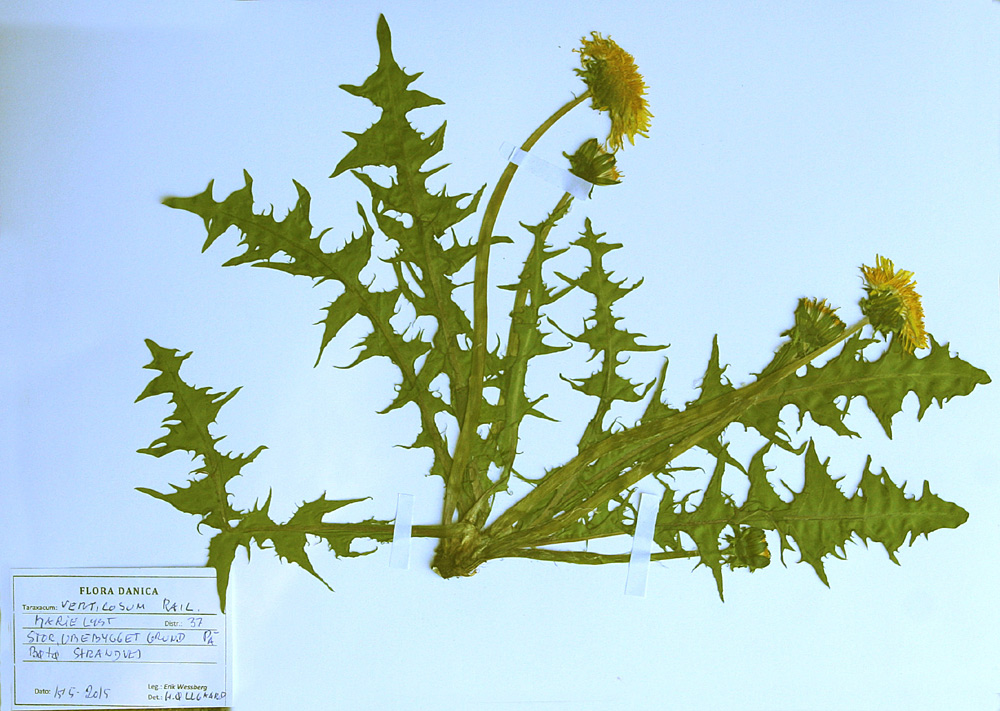 Drejesvøb-Vejmælkebøtte (Taraxacum verticosum)