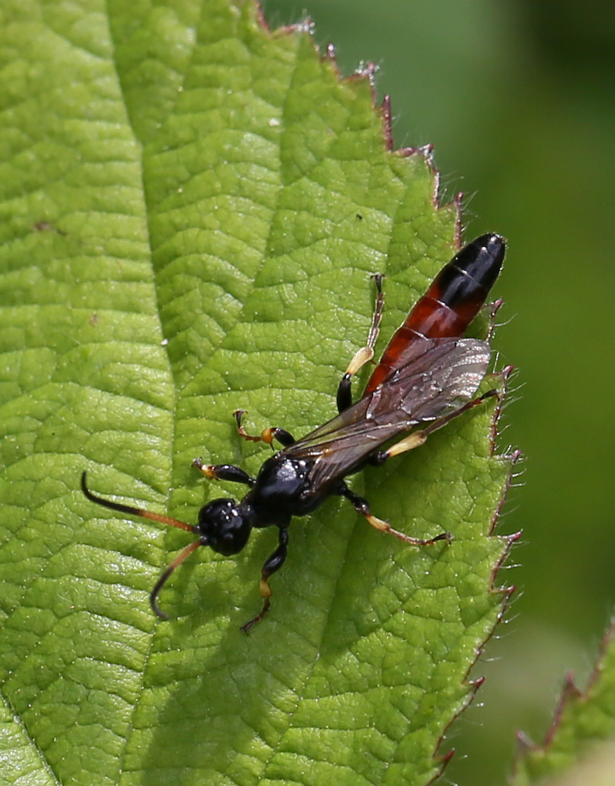 Alomya debellator (Alomya debellator)