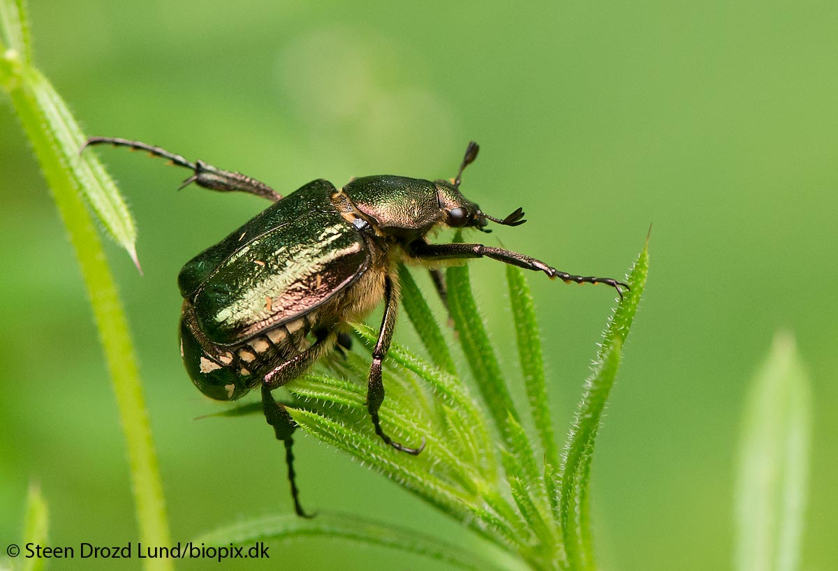 Grøn Pragttorbist (Gnorimus nobilis)
