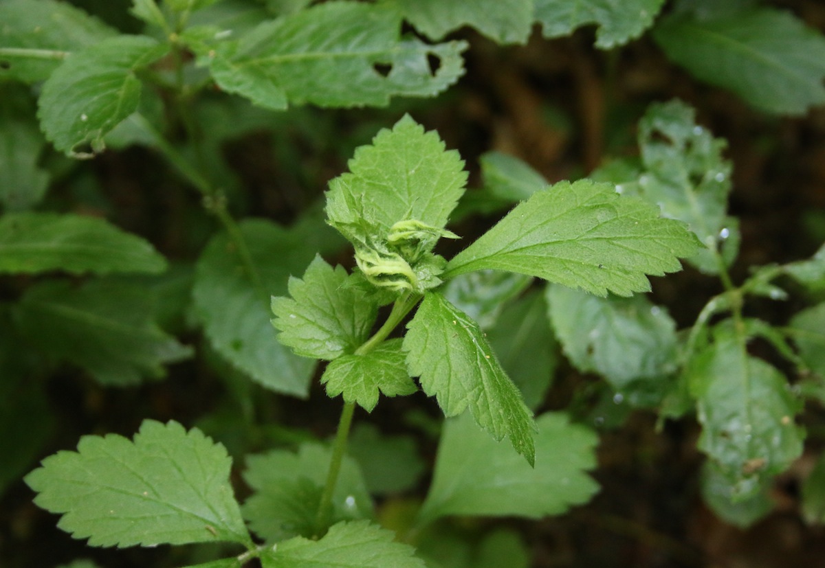 Nellikerodgalmyg (Contarinia gei)