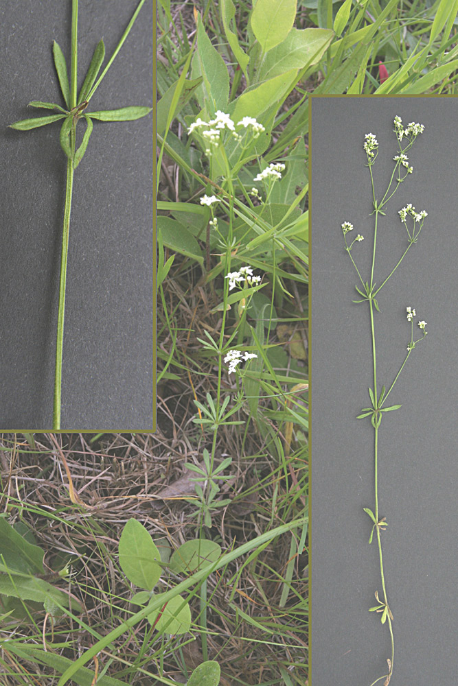 Krat-Snerre (Galium valdepilosum)