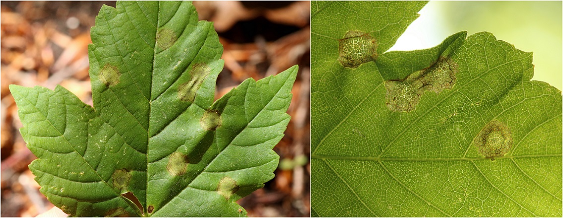 Drisina glutinosa (Drisina glutinosa)