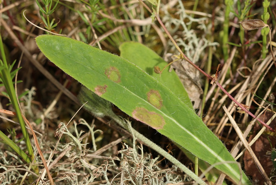 Cystiphora sanguinea (Cystiphora sanguinea)
