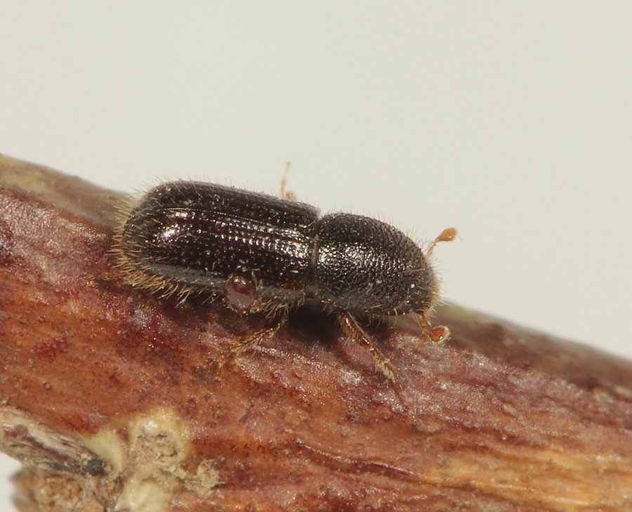 Ellebarkbille (Dryocoetes alni)