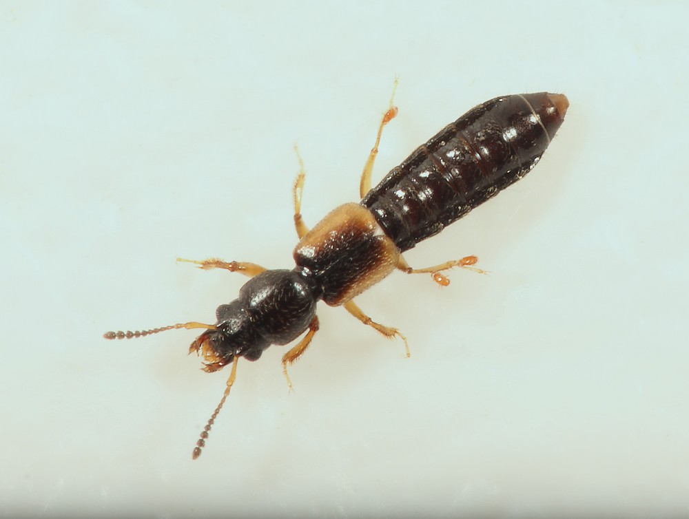 Bledius nanus (Bledius nanus)