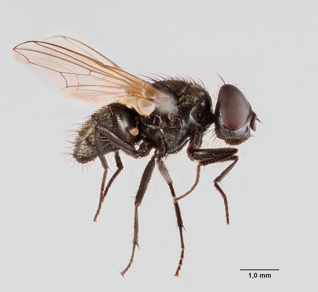 Musca tempestiva (Musca tempestiva)
