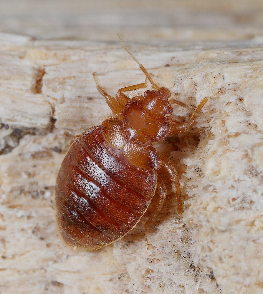 Flagermusevæggelus (Cimex dissimilis)