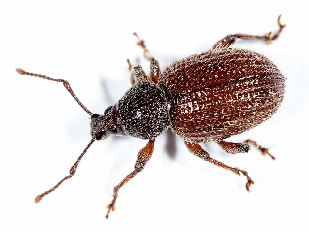 Otiorhynchus indefinitus (Otiorhynchus indefinitus)